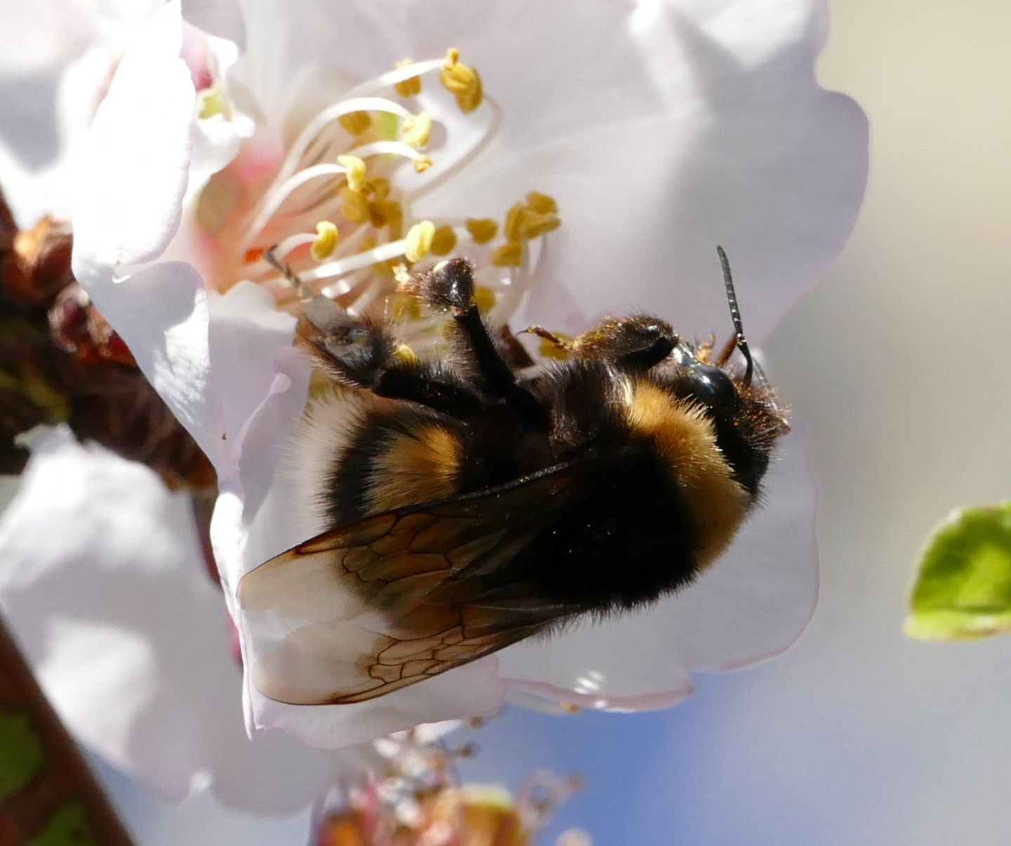 Apidae: Bombus (Bombus) sp.